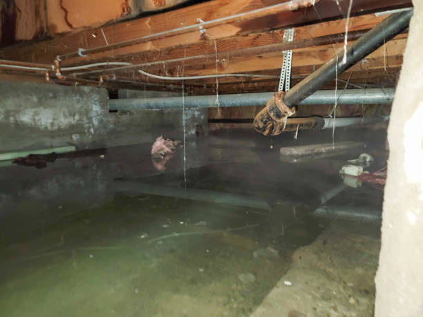 Best Sewage cleanup and water damage restoration  in Magnolia, NC
